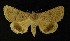  ( - AOC Lep 00304)  @11 [ ] Copyright (2014) Axel Hausmann/Bavarian State Collection of Zoology (ZSM) Universidad de Murcia