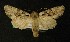  ( - AOC Lep 00306)  @14 [ ] Copyright (2014) Axel Hausmann/Bavarian State Collection of Zoology (ZSM) Universidad de Murcia