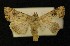  ( - AOC Lep 00327)  @13 [ ] Copyright (2014) Axel Hausmann/Bavarian State Collection of Zoology (ZSM) Universidad de Murcia