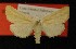  ( - AOC Lep 00333)  @11 [ ] Copyright (2014) Axel Hausmann/Bavarian State Collection of Zoology (ZSM) Universidad de Murcia