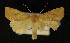  ( - AOC Lep 00336)  @13 [ ] Copyright (2014) Axel Hausmann/Bavarian State Collection of Zoology (ZSM) Universidad de Murcia