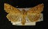  ( - AOC Lep 00337)  @14 [ ] Copyright (2014) Axel Hausmann/Bavarian State Collection of Zoology (ZSM) Universidad de Murcia