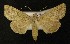  ( - AOC Lep 00343)  @14 [ ] Copyright (2014) Axel Hausmann/Bavarian State Collection of Zoology (ZSM) Universidad de Murcia
