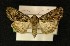  ( - AOC Lep 00373)  @13 [ ] Copyright (2014) Axel Hausmann/Bavarian State Collection of Zoology (ZSM) Universidad de Murcia