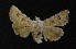  (Anarta sodae - AOC Lep 00502)  @13 [ ] Copyright (2014) Dr. Antonio S. Ortiz Universidad de Murcia