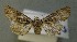  ( - AOC Lep 00575)  @12 [ ] Copyright (2014) Bavarian State Collection of Zoology (ZSM) Universidad de Murcia