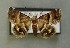  (Odice jucunda - AOC Lep 00579)  @14 [ ] Copyright (2014) Bavarian State Collection of Zoology (ZSM) Universidad de Murcia