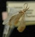  ( - AOC Lep 00580)  @12 [ ] Copyright (2014) Bavarian State Collection of Zoology (ZSM) Universidad de Murcia