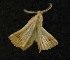  (Polypogon plumigeralis - AOC Lep 00581)  @13 [ ] Copyright (2014) Bavarian State Collection of Zoology (ZSM) Universidad de Murcia