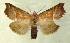  ( - AOC Lep 00582)  @14 [ ] Copyright (2014) Bavarian State Collection of Zoology (ZSM) Universidad de Murcia