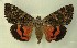  ( - AOC Lep 00587)  @14 [ ] Copyright (2014) Bavarian State Collection of Zoology (ZSM) Universidad de Murcia