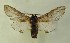  ( - AOC Lep 00591)  @13 [ ] Copyright (2014) Bavarian State Collection of Zoology (ZSM) Universidad de Murcia