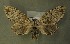  (Cerura iberica - AOC Lep 00594)  @13 [ ] Copyright (2014) Bavarian State Collection of Zoology (ZSM) Universidad de Murcia