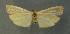  ( - AOC Lep 00615)  @12 [ ] Copyright (2014) Bavarian State Collection of Zoology (ZSM) Universidad de Murcia