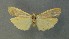  ( - AOC Lep 00616)  @13 [ ] Copyright (2014) Bavarian State Collection of Zoology (ZSM) Universidad de Murcia