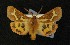  ( - AOC Lep 00643)  @12 [ ] Copyright (2014) Bavarian State Collection of Zoology (ZSM) Universidad de Murcia