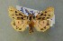  ( - AOC Lep 00651)  @14 [ ] Copyright (2014) Bavarian State Collection of Zoology (ZSM) Universidad de Murcia
