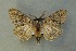  ( - AOC Lep 00656)  @13 [ ] Copyright (2014) Bavarian State Collection of Zoology (ZSM) Universidad de Murcia