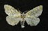  ( - AOC Lep 00657)  @13 [ ] Copyright (2014) Bavarian State Collection of Zoology (ZSM) Universidad de Murcia