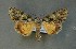  ( - AOC Lep 00698)  @14 [ ] Copyright (2014) Bavarian State Collection of Zoology (ZSM) Universidad de Murcia