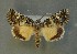  ( - AOC Lep 00699)  @13 [ ] Copyright (2014) Bavarian State Collection of Zoology (ZSM) Universidad de Murcia