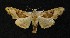  ( - AOC Lep 00702)  @14 [ ] Copyright (2014) Bavarian State Collection of Zoology (ZSM) Universidad de Murcia
