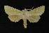  ( - AOC Lep 00705)  @13 [ ] Copyright (2014) Bavarian State Collection of Zoology (ZSM) Universidad de Murcia