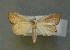  ( - AOC Lep 00710)  @11 [ ] Copyright (2014) Bavarian State Collection of Zoology (ZSM) Universidad de Murcia