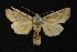  ( - AOC Lep 00711)  @12 [ ] Copyright (2014) Bavarian State Collection of Zoology (ZSM) Universidad de Murcia