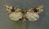  ( - AOC Lep 00713)  @13 [ ] Copyright (2014) Bavarian State Collection of Zoology (ZSM) Universidad de Murcia