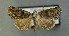  ( - AOC Lep 00726)  @13 [ ] Copyright (2014) Bavarian State Collection of Zoology (ZSM) Universidad de Murcia