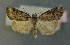  (Bryophila vandalusiae - AOC Lep 00730)  @14 [ ] Copyright (2014) Bavarian State Collection of Zoology (ZSM) Universidad de Murcia