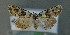  ( - AOC Lep 00733)  @13 [ ] Copyright (2014) Bavarian State Collection of Zoology (ZSM) Universidad de Murcia
