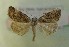  (Bryophila microglossa - AOC Lep 00735)  @13 [ ] Copyright (2014) Bavarian State Collection of Zoology (ZSM) Universidad de Murcia