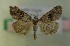  ( - AOC Lep 00736)  @12 [ ] Copyright (2014) Bavarian State Collection of Zoology (ZSM) Universidad de Murcia