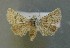  ( - AOC Lep 00745)  @11 [ ] Copyright (2014) Bavarian State Collection of Zoology (ZSM) Universidad de Murcia