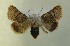  ( - AOC Lep 00747)  @12 [ ] Copyright (2014) Bavarian State Collection of Zoology (ZSM) Universidad de Murcia