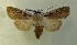  ( - AOC Lep 00749)  @13 [ ] Copyright (2014) Bavarian State Collection of Zoology (ZSM) Universidad de Murcia