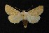  ( - AOC Lep 00754)  @12 [ ] Copyright (2014) Bavarian State Collection of Zoology (ZSM) Universidad de Murcia