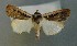  ( - AOC Lep 00780)  @11 [ ] Copyright (2014) Bavarian State Collection of Zoology (ZSM) Universidad de Murcia