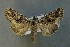  (Conisania andalusica - AOC Lep 00786)  @14 [ ] Copyright (2014) Bavarian State Collection of Zoology (ZSM) Universidad de Murcia