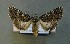  ( - AOC Lep 00787)  @14 [ ] Copyright (2014) Bavarian State Collection of Zoology (ZSM) Universidad de Murcia