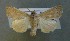  ( - AOC Lep 00796)  @12 [ ] Copyright (2014) Bavarian State Collection of Zoology (ZSM) Universidad de Murcia