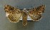  ( - AOC Lep 00803)  @14 [ ] Copyright (2014) Bavarian State Collection of Zoology (ZSM) Universidad de Murcia