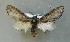  ( - AOC Lep 00825)  @12 [ ] Copyright (2014) Bavarian State Collection of Zoology (ZSM) Universidad de Murcia