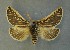  (Lemonia vazquezi - AOC Lep 00826)  @13 [ ] Copyright (2014) Bavarian State Collection of Zoology (ZSM) Universidad de Murcia