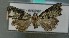  ( - AOC Lep 00836)  @13 [ ] Copyright (2014) Bavarian State Collection of Zoology (ZSM) Universidad de Murcia
