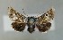 (Omia cyclopea - AOC Lep 00846)  @12 [ ] Copyright (2014) Bavarian State Collection of Zoology (ZSM) Universidad de Murcia