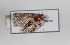  ( - AOC Lep 01080)  @11 [ ] Unspecified (default): All Rights Reserved (2014) Antonio S. Ortiz Universidad de Murcia