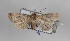  ( - AOC Lep 01101)  @11 [ ] Unspecified (default): All Rights Reserved (2014) Antonio S. Ortiz Universidad de Murcia